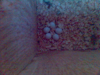 Neofema modrohlava vajíčka.jpg