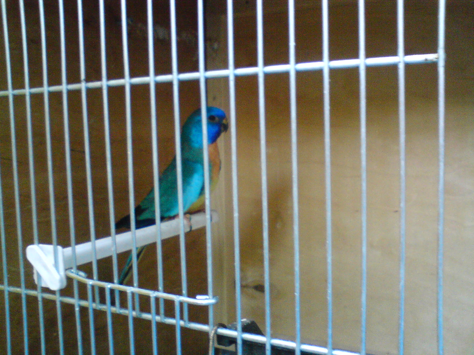 N.modrohlava pastelova modra 1.0.JPG
