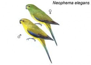 Neophema_elegans
